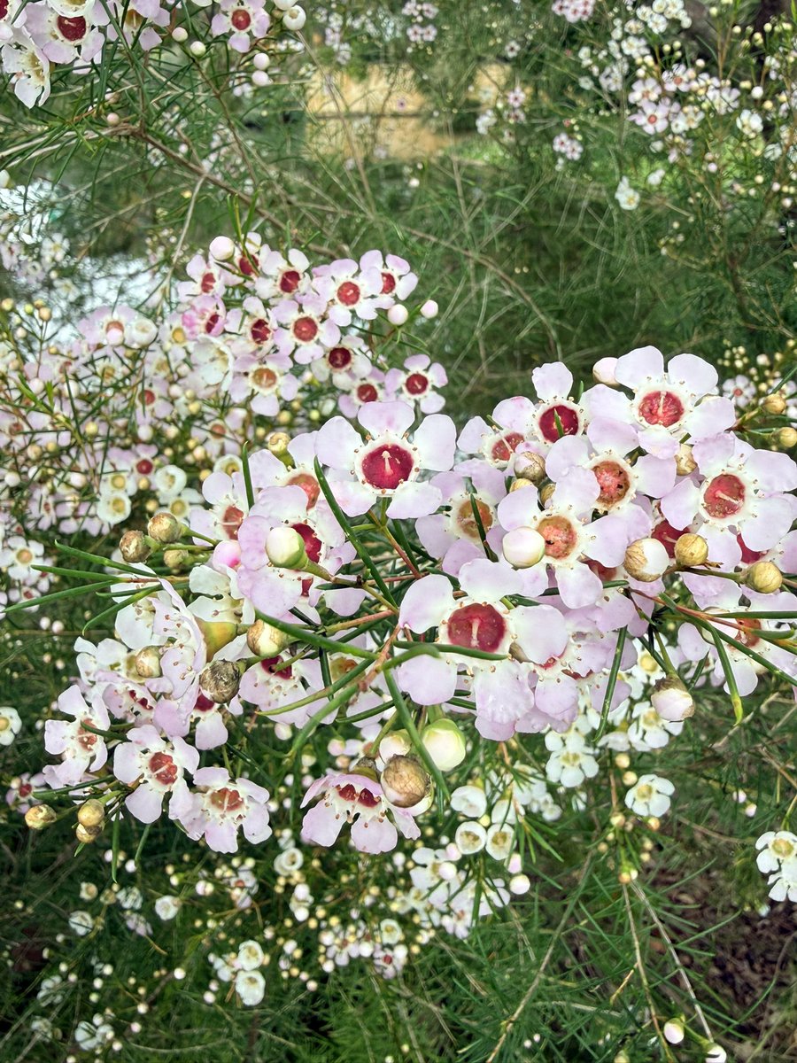 Jannie15489575's tweet photo. ดอกแวกซ์ 🌸 Waxflower หรือ Geraldton Wax ดอกไม้พื้นเมืองของ Western Australia ออกดอกช่วง��ลายฤดูหนาวถึงฤดูใบไม้ผลิ นอกจากจะสวยและนิยมนำไปจัดช่อดอกไม้แล้ว ยังเป็นแหล่งอาหารสำคัญของผึ้งและแมลงผสมเกสรอีกด้วย 🐝🌿 #ดอกไม้ #nativeflower https://t.co/yk5QiLxY38
