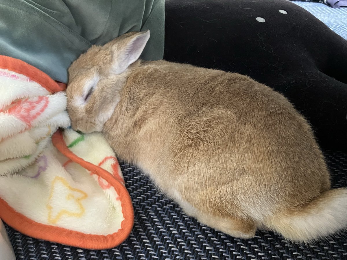 ω- )zZ😊😊😊 #うさぎ #うさぎのいる暮らし