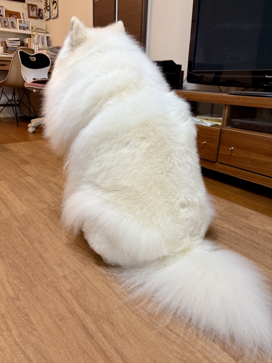 samoyedsunny's tweet photo. シャンプー仕立て、ふわもこサニー爆誕‼️ https://t.co/7LqZLqRK2q