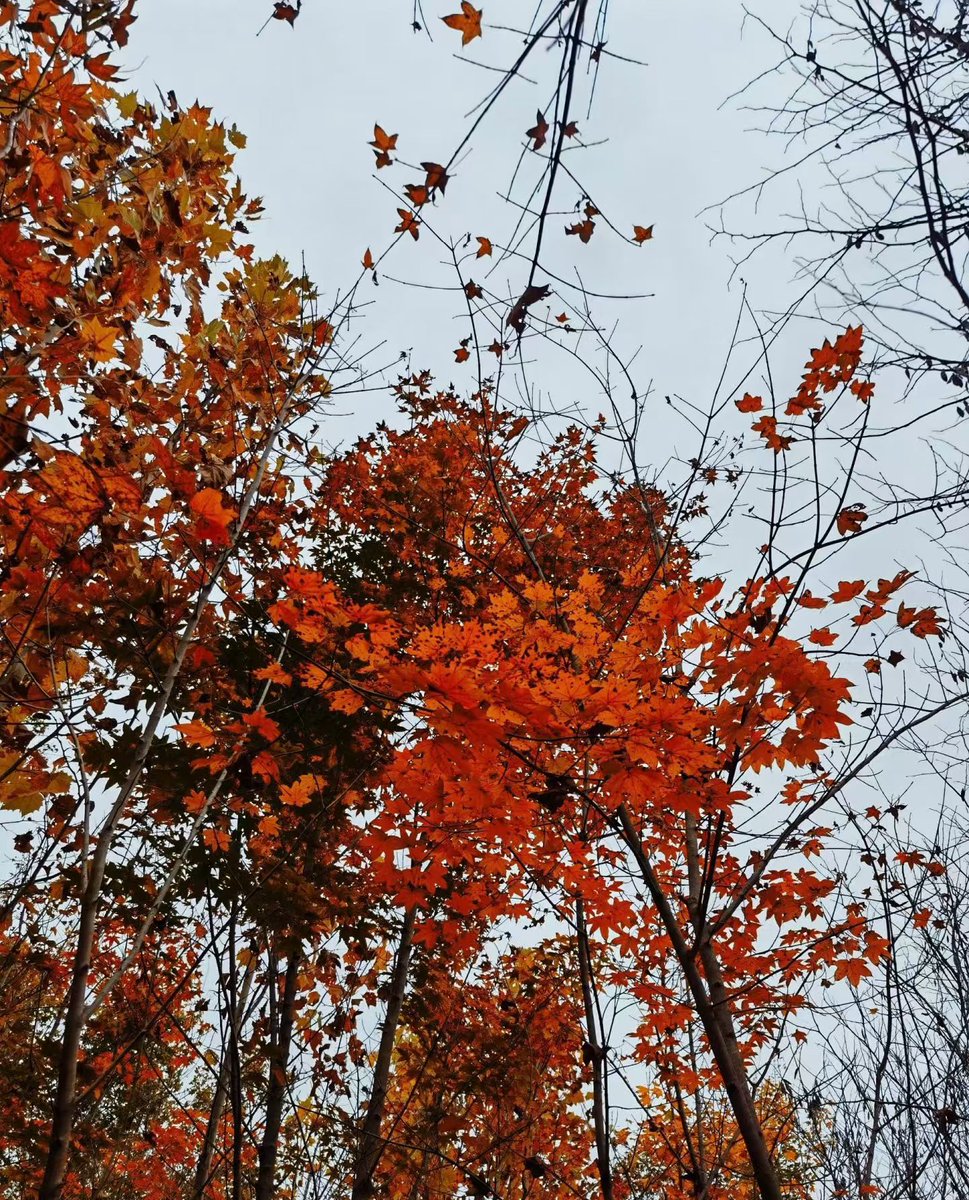 JussdoitTyson's tweet photo. Sunny autumn afternoon vibes—walking through the park with crisp air, golden leaves crunching underfoot, and no plan at all. https://t.co/KNshW1s0WQ