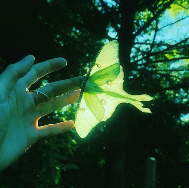 MUDDYB0TANICS's tweet photo. Look at this gorgeous moth I found!! 🥺 https://t.co/jTwluqS8Ed