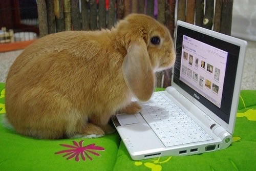 ryonagaki's tweet photo. the bunny so c ute i’m going to cry . https://t.co/PzcKmA9dTD