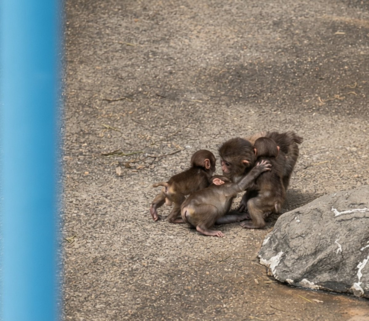 therapeuticvids's tweet photo. Early in the morning, three baby monkeys surround Punch kun.  
They push him down to the ground together.  
Punch sees what is happening and runs away in the middle of the fight. 🐵😄

8/5
📹 yaseinooosam https://t.co/9KITzb590v