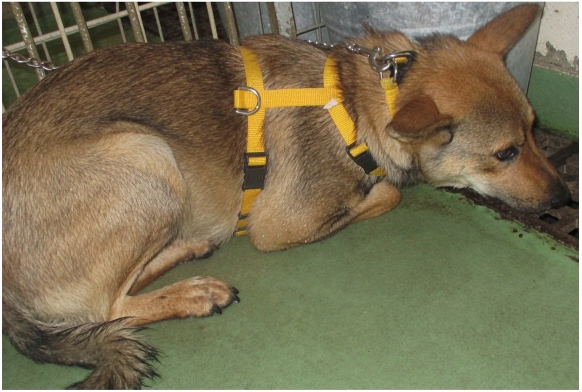 fukushiyamesagi's tweet photo. 🆘緊急🆘#収容犬
公表期限8/5(水)
7/27(月)茨城県小美玉市部室
茶♀雑種犬
📲茨城県動物指導センター🙇🏻‍♂️#だっぺ帝国
迷い犬迷子保護ミックスイヌいぬメス茶色黒行方鉾田町水戸笠間石岡羽鳥駅岩間タカノフーズえっちゃんカフェ四季文化館みの~れ御食事処はるみ東京とんこつ温泉湯GO #オミタマヨーグルト

🚨「メス」「体格/中」「首輪/無(胴輪保護後装着)」とされる、茶色(或いは茶黒、黒茶)の犬が収容されています‼
🚨️飼い主様、関係者様は大至急お迎えをお願いいたします🙏🏻
🚨収容犬にお心当たりのある方は大至急センター迄ご連絡をお願いいたします📲🙇🏻‍♂️

♦️公表期限後も収容継続中の動物達は、センターHP『収容中の動物たち』よりご確認ください🙏🏻(※ センター登録の団体様やボランティア様により引き出されている場合や、期限後に飼い主様のお迎えがあった場合は掲載されません。迷子探しでご不明な点はセンター迄お問い合わせください🙇🏻‍♂️)⏩https://t.co/bL237Y369F

※センターへのご連絡は迷子探しのご用件のみでお願いいたします🙏🏻

🟢センター収容の動物は公示満了(公表期限)後、センター登録の団体様、ボランティア様経由で里親様になれます🏡🐕🐈‍⬛🍀✨

♦️人慣れしていない子でも、ボランティア様や団体様に引き出され、お家で家族として暮らす為の訓練をしている子達もいます🐕🐈‍⬛

♦️シェルターや預かり様の所で1頭分のスペースが空けば、また1頭引き出せます。

『chie_kudo1122(センター登録個人ボランティア)』様Instagram
⏩https://t.co/TYWKTcd6Hx

◎公示には、種類『雑種』 毛色『茶』* 性別『メス』** 体格『中』首輪『無(胴輪保護後装着)』*** と記載されています🐕

＊公示掲載画像の動物は、撮影・再生条件、被毛・皮膚の濡れ・汚れ、或いは傷病等により色合いや印象が逸走当時とは違って見える場合があります。また毛色・毛柄等の認識・表現は個人の感覚等によっても異なる為、収容中の犬が公示記載毛色の「茶」としてではなく、茶黒、黒茶、胡麻毛、或いは赤犬等として捜索されている可能性もあります。画像から収容犬は黒毛が混じる胡麻毛のように見えます。収容犬の特徴の詳細はセンター迄お問い合わせください(※迷子動物をお探しの方は直接センターへ出向かれてのご確認が確実です。)📲🙇🏻‍♂️

＊＊収容動物は長毛、傷病、或いは興奮等により、性別の確認が困難な場合があり、公示記載の性別が後日訂正される可能性もあります。詳細な情報はセンター迄お問い合わせください📲🙏🏻

＊＊＊首輪・ハーネス等は放浪中に外れた可能性もあり、跡が残っている場合もあります。詳細はセンター迄お問い合わせください📲🙇🏻‍♂️

⚠️公示にはマイクロチップに関する記載はありません。詳細はセンター迄お問い合わせください📲🙏🏻

⚠️⚠️傷病等の有無・状態、収容状況等についてはセンター迄お問い合わせください📲🙇🏻‍♂️

◎迷子動物は市区町村境・都県境等を越境して収容される場合もあります。

◎公示に記載がなく、掲載画像からも不明な収容動物の特徴等についてはセンター迄お問い合わせください📲🙏🏻

◎各センター・保健所等ではDNA検査による鑑定は実施していないと考えられますので、公示記載の犬種・猫種等は推定であり目安とお考えください🙇🏻‍♂️

◎収容動物は長期放浪等の影響による容姿の変化、或いは首輪等の脱落、色柄・形状等の経年劣化、放浪中の他者による装着等の可能性があります。公示に掲載画像がある場合でも、撮影・再生条件、被毛・皮膚の濡れ・汚れ・傷病等により動物の目の色や毛柄等の特徴、或いは経年劣化等により首輪等の色柄・形状等が逸走当時とは違って見える可能性があります。またリンクのミス等により掲載画像に別の個体や装着品が表示されるケースも稀に見られます。公示記載情報、或いは掲載画像からの印象と、動物の逸走当時の容姿、装着品との多少の差異に拘らずセンターでのご確認をお願いいたします🙏🏻

保健医療部動物指導センター保護指導課
〒309-1606 茨城県笠間市日沢47
電話番号：0296-72-1200
FAX番号：0296-72-2271
平日8：30～17：15(土日祝祭日を除く)

センターが保護している犬猫 
⏩https://t.co/1YMcESsNDt

収容中の動物たち
⏩https://t.co/bL237Y369F

動物指導センターの紹介
⏩https://t.co/UYpwIhIQcK

26-0484