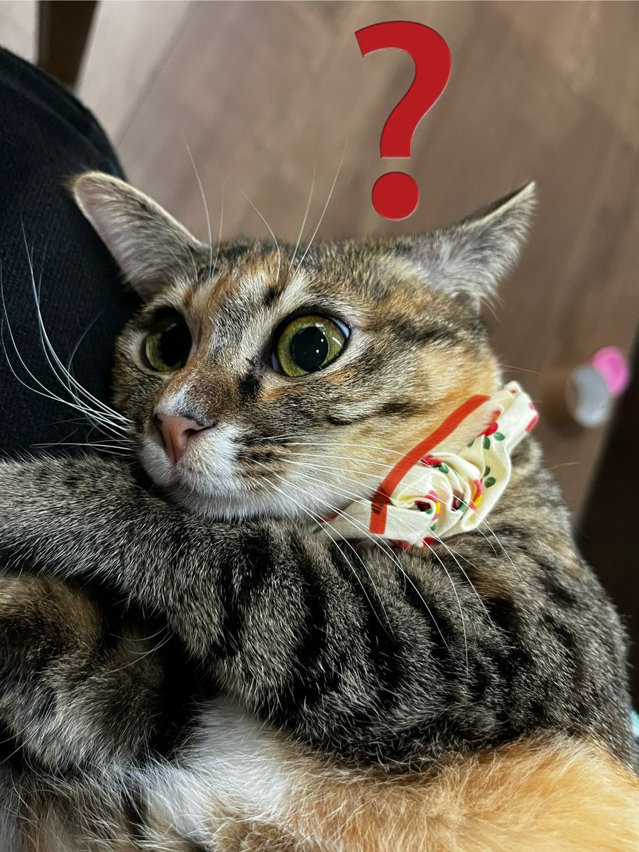 tukutukunon's tweet photo. ネコちゃんが右目をつぶってばかりいるから昨日子どもの塾迎えの後にダッシュで動物病院連れて行って、
👨‍⚕️「食欲はどうですか？」
👩「夏で少し食欲減ったみたいで…」
👨‍⚕️「体重増えてますけどね！」
👩🐱「…」 https://t.co/UQ3xvXlEO4