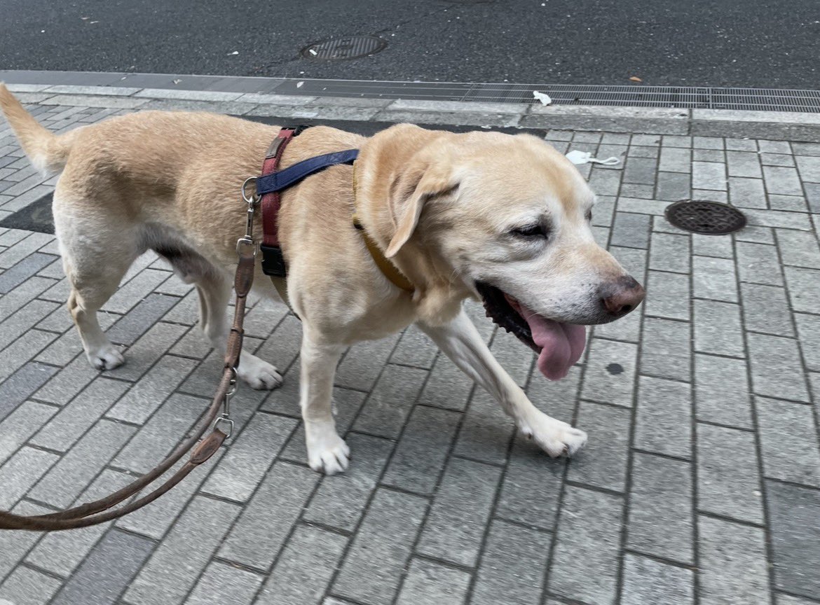 macha_daichi's tweet photo. ⚠️犬の熱中症🔥🐶

今、複数の動物病院から、
「犬の熱中症による来院が相次いでいる」
「昨年を上回るペースで診療している」
という発信が出ています。

【集中治療でも救えなかった命】も
報告されています。

犬がいる部屋はエアコンで
気温25度以下、湿度40〜60%

散歩後は必ずクールダウンを。 https://t.co/Rc69KOTaEq