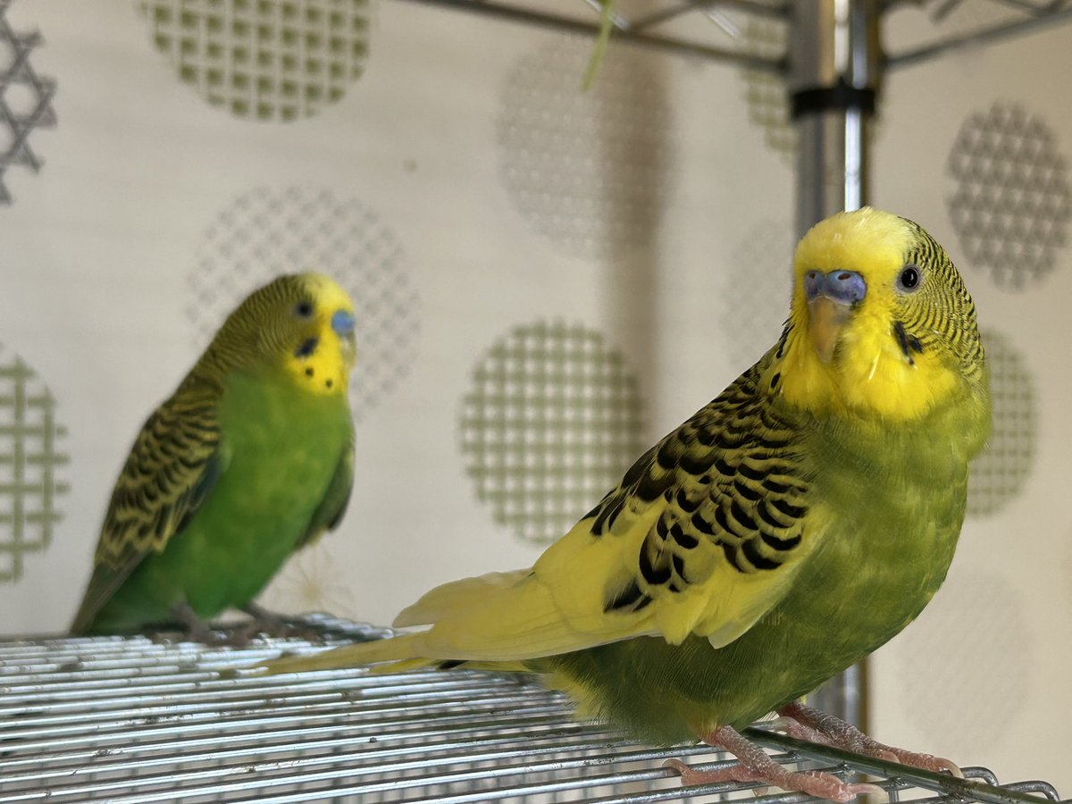 lig_kobe's tweet photo. ＼ 八千代セキセイインコ11羽の里親さん随時募集中！ ／  

先日、鳥さんたちに会いに、京都からお越しいただいた方からエサ入れと止まり木をご寄付いただきました！ありがとうございます！
半透明ではなくがっつり色付きのエサ入れ、鳥さんたちの良い刺激になります！現在、少しずつ慣れてもらってます。大切に活用させていただきます！

そんな、セキセイインコさんたちの里親さんを随時募集しています！
◎当施設（神戸市）までお越しになるのがむずかしい場合、関西圏の最寄り駅まで鳥さんをお連れいたします！まずはオンラインお見合いからいかがでしょうか。
年中無休・10:00〜15:00の間でしたら他の予定が埋まってない限り大丈夫です。
◎神戸～博多駅までの新幹線停車駅、または徳島まで、お連れすることも可能です。
◎神戸の施設にもお気軽にお越しください！ 会いに来ていただけるだけでも大歓迎です！（事前のご連絡をお願いいたします！）  
詳細・お申込みは下記ページをご覧ください。
https://t.co/2OoHAvHXJm

#セキセイインコ 
#里親募集 
#保護鳥