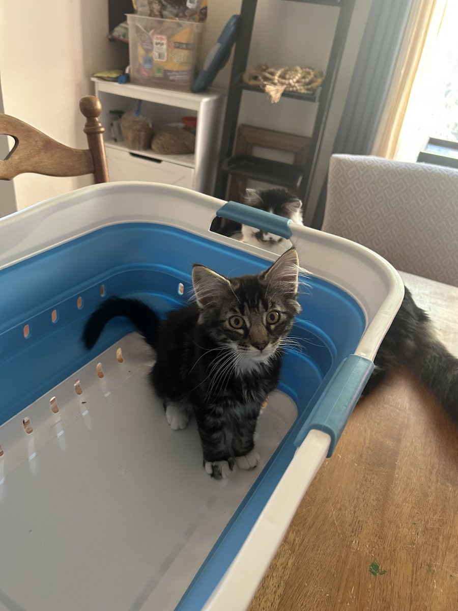 CuttingToad's tweet photo. @snowyeyed hello jay!! here is my cat Budgie who believes himself to be laundry :3 https://t.co/ZhbXVJIdks