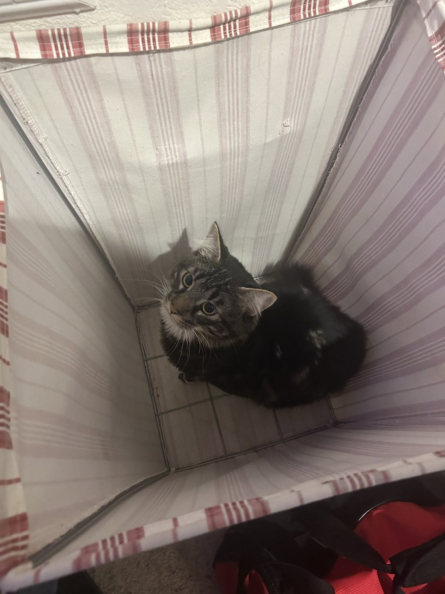 CuttingToad's tweet photo. @snowyeyed hello jay!! here is my cat Budgie who believes himself to be laundry :3 https://t.co/ZhbXVJIdks