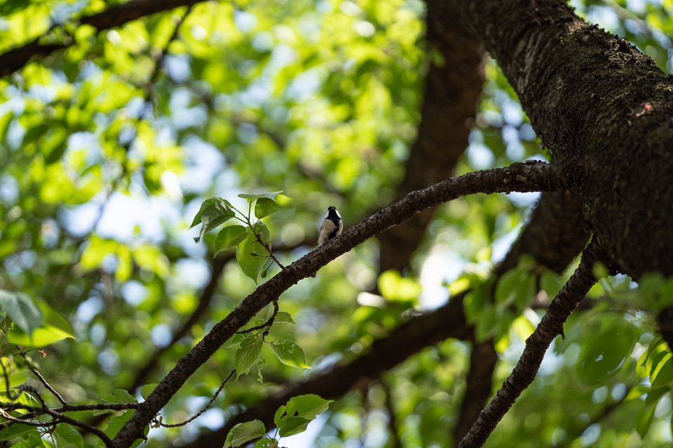 mapcamera's tweet photo. 【中古】 本日のおすすめ

「#SONY FE 135mm F1.8 GM 」
https://t.co/tW4xx37sKg

開放F1.8から画面全域でシャープな描写を実現します🖼
超高度非球面XAレンズを採用しているため、年輪のような不自然な輪線ぼけを大幅に抑制し、とろけるような美しいボケ味を楽しめます✨

✅安心してお買い物できるマップカメラのサービス一覧はこちら
https://t.co/dE9tYBbIE7
✅LINEの友だち登録でオトクな情報を配信中💡
https://t.co/lSL4u2zcKI