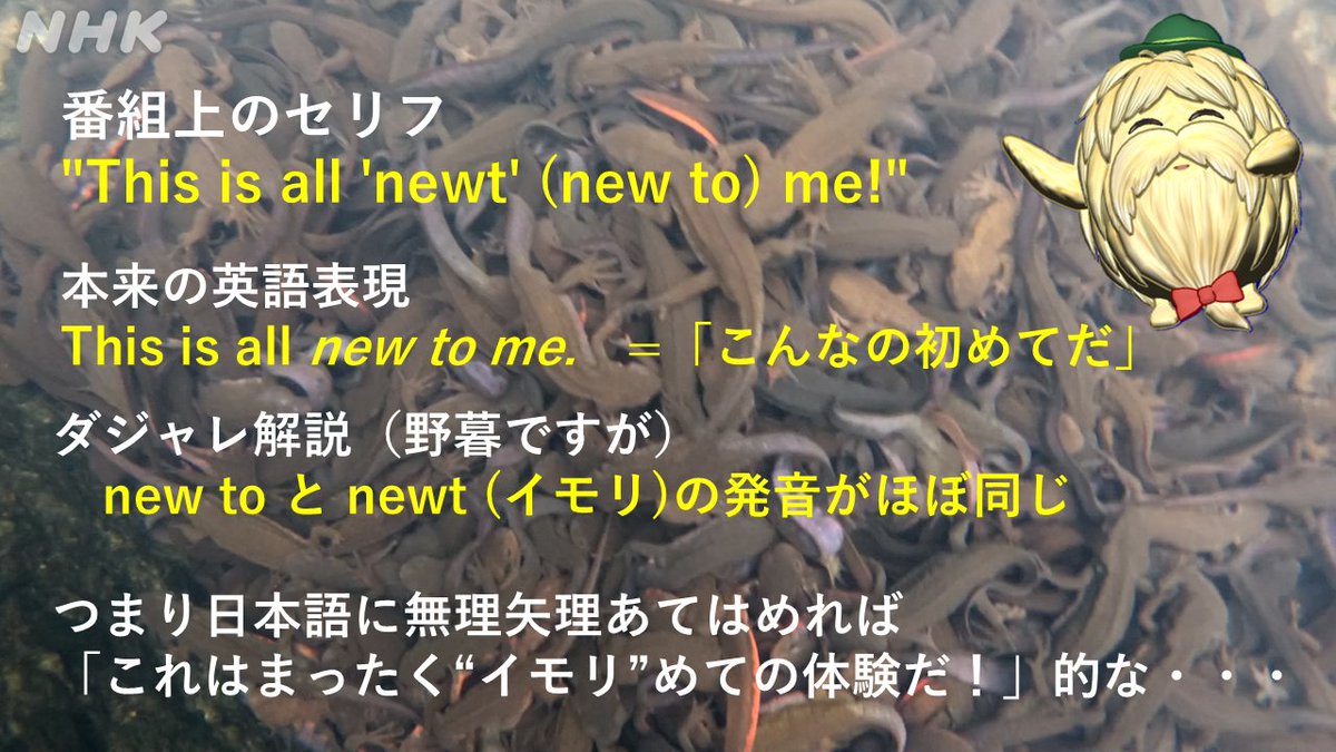 nhk_darwin's tweet photo. #ダーウィンが来た の英語版を海外でご覧になった方からのご質問
ヒゲじいは英語でもダジャレを言うの？

A. はい、めちゃくちゃ言ってます！
画像はイモリ（英名 newt ）回での一例です
こんなんを常時５～６回も放出！
なお英語版ダーウィンはこちらでご覧いただけますよ👇
https://t.co/bBZobUoS8j https://t.co/DvSoEMyoAd