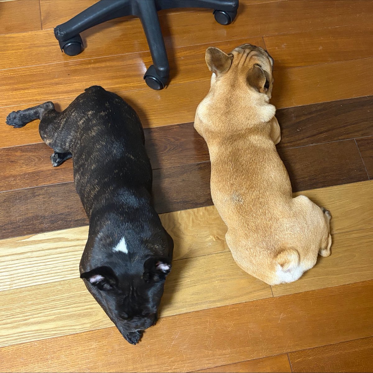 pyo801126's tweet photo. 実家に買った洋服忘れてきちゃった🥲
まあ犬に会えたからいいや https://t.co/z9VVUgmutz