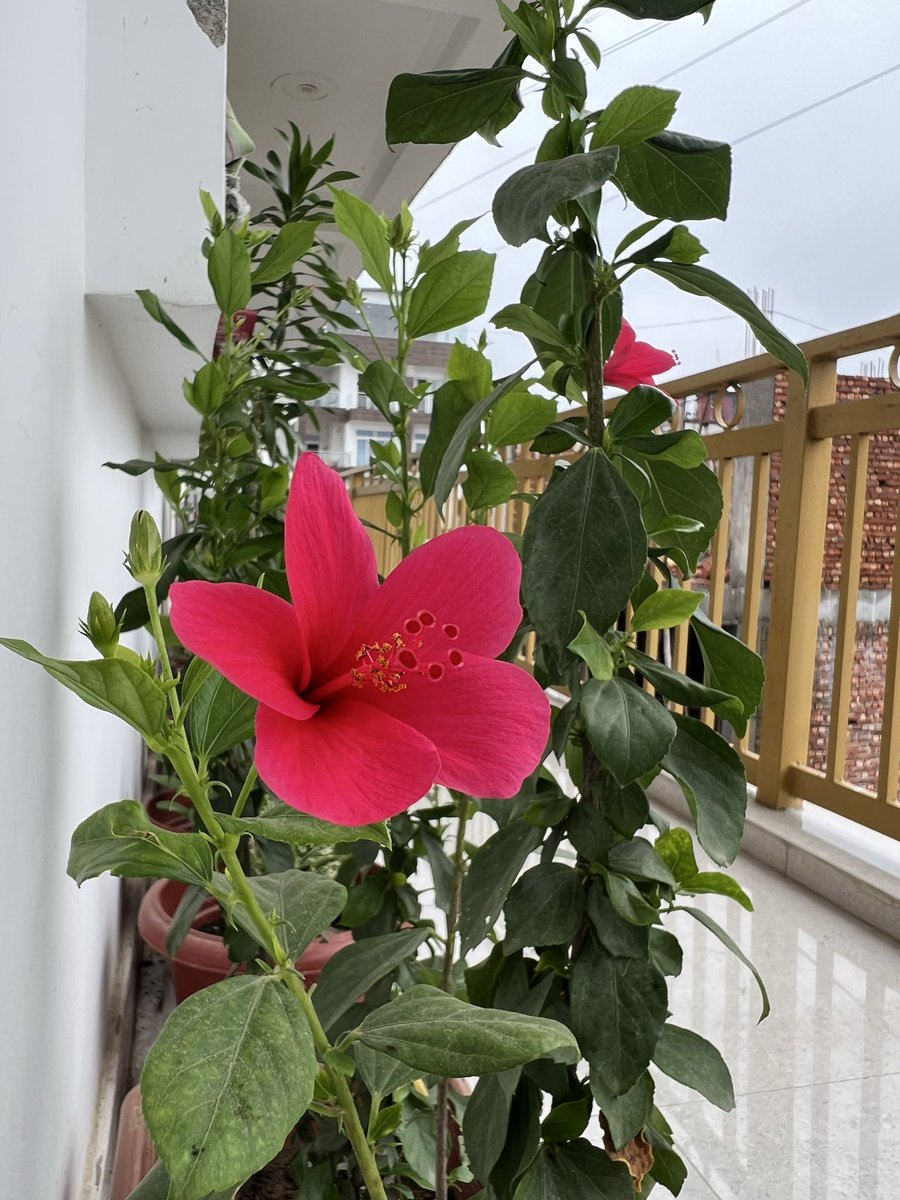 _myartjournal's tweet photo. Newness-a fresh life, a new wonder, the happiness around this new flower that blossoms from a plant you nourished few days ago. Unmatchable to anything that moment. The expansion of heart and dripping love for this red colour flower.
#goodmorning
#Theme_pic_india_flowers https://t.co/lJcEQGAt39