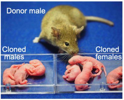IshiuchiTakashi's tweet photo. Our new preprint, in collaboration with Dr. Matoba @RBRC_iDED_jp , is now available! Initiating mammalian reproduction from a single male genome | bioRxiv
https://t.co/8AvCt1JSha

The image shows the birth of male and female cloned mice generated from a single adult male donor. https://t.co/s64Qj3nPQ8