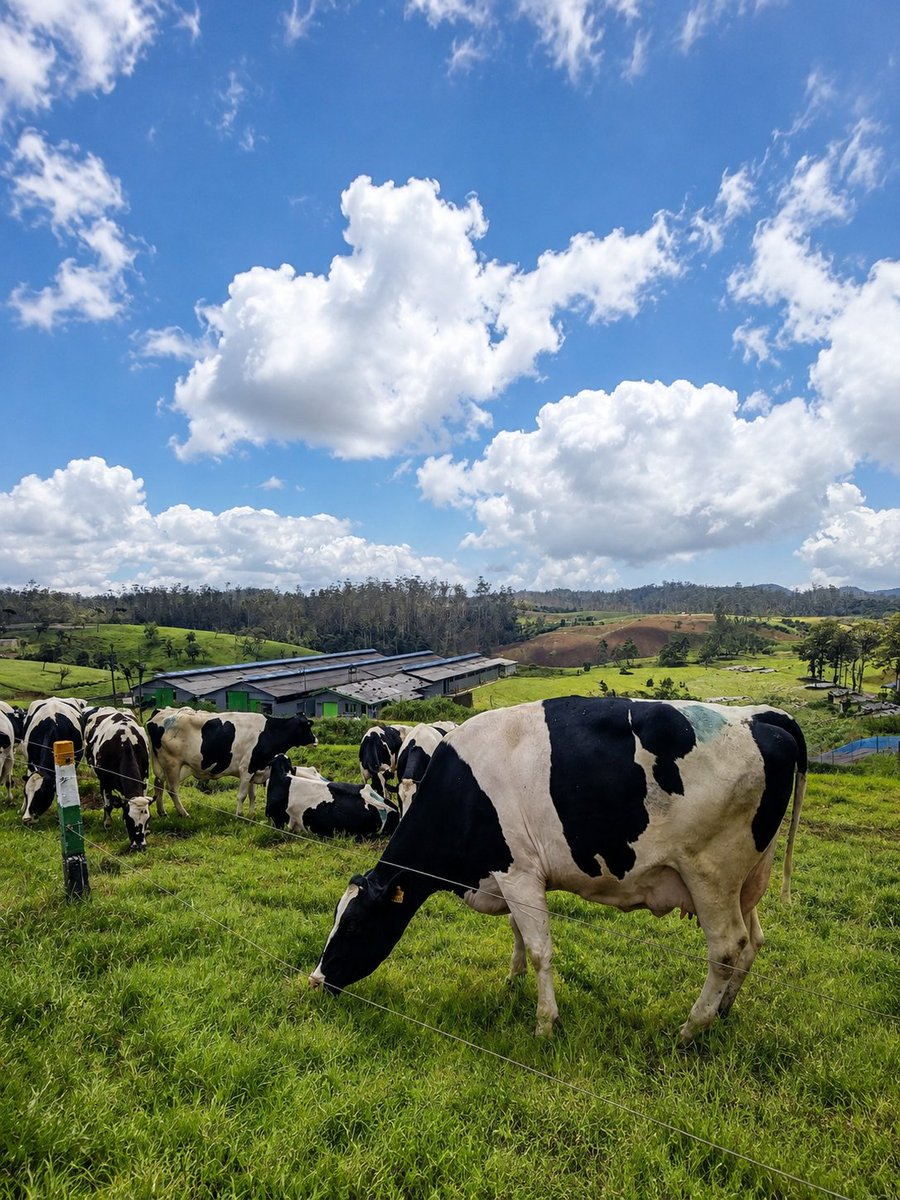 its_khalidhh's tweet photo. Where the mountains meet endless shades of green. 🌿⛰️

#Ambewela #SriLanka #nature #mountains #travel #destinations #picoftheday #likelikelike #followfollow https://t.co/LfP3JSMJg5