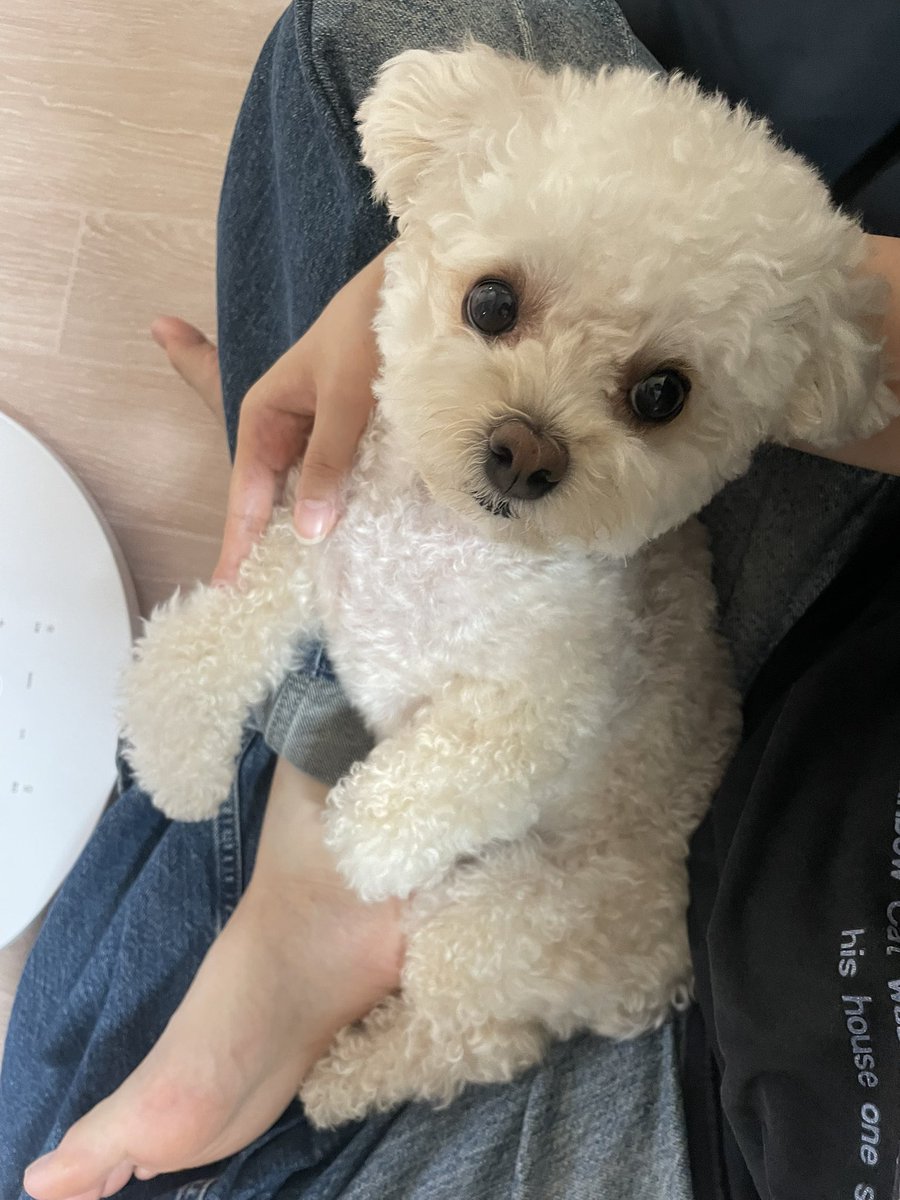 riceglue_choi's tweet photo. 진짜 귀엽고 웃기긴 해 https://t.co/twSQDJVvu9