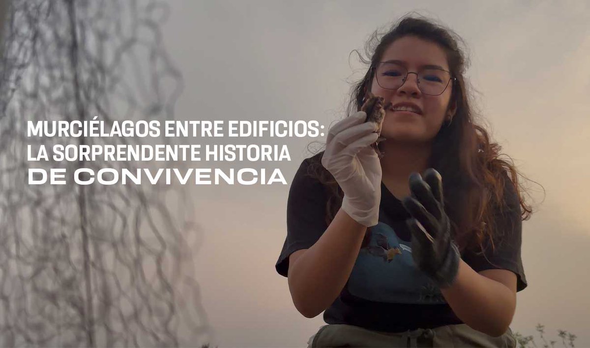 unamglobal's tweet photo. 🦇 Antes de que existiera una unidad habitacional en Tlalpan, los murciélagos ya formaban parte del lugar. El proyecto académico Guardianes A-lados busca fortalecer la convivencia entre la comunidad y esta especie de la fauna urbana ➡️ https://t.co/Q67C9cv01q https://t.co/W4wfWKejt9