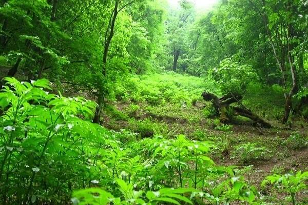 Metagont's tweet photo. The Hyrcanian forests in northern Iran are among the oldest forests in the world, dating back millions of years. These living green landscapes are home to unique biodiversity and rare species, preserving a significant part of the Earth’s natural heritage.
🌺 https://t.co/vzRLuiyFre