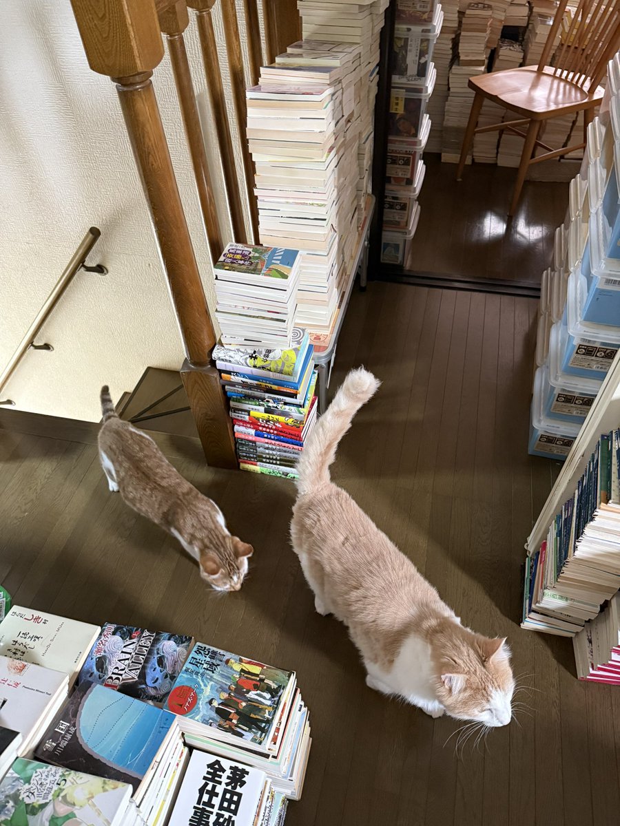 猫と本@読書垢 (@VZlHaHj18EPuhct) / Posts / X