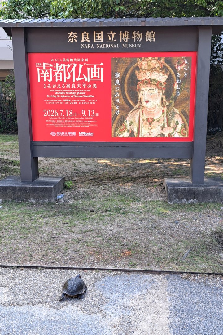 narahaku_PR's tweet photo. ＼ゆっくりご観覧ください🐢／

自然に囲まれた奈良博ならではのお客様がご来館🐢
#南都仏画展 に興味津々のご様子･･･
午前よりも午後が比較的ゆっくりご観覧いただけますよ✨

前期展示は8/16(日)まで。明日10(月)も開館です。
心ゆくまで南都の美仏をご堪能ください♪

https://t.co/0BZqnnTL4K https://t.co/il6Yp8VsCP