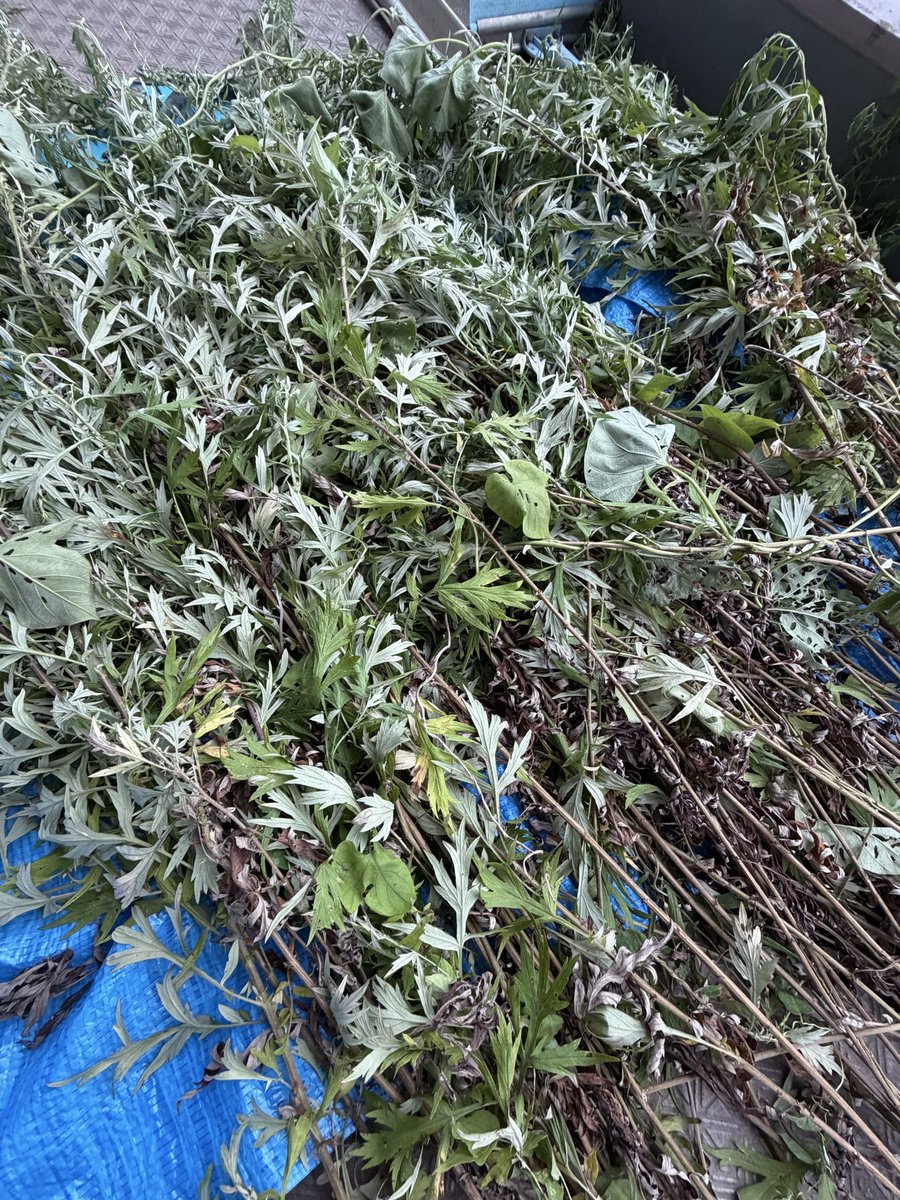 Rirahi's tweet photo. 近所の広場で業者さんが草刈りをしておられました。
ヨモギが沢山ある所だったので、お願いして刈らせていただきました😊
扱き作業してからの乾燥☺️
真夏だとあっという間にパリパリに乾きます！ https://t.co/8rQM6WzFdI