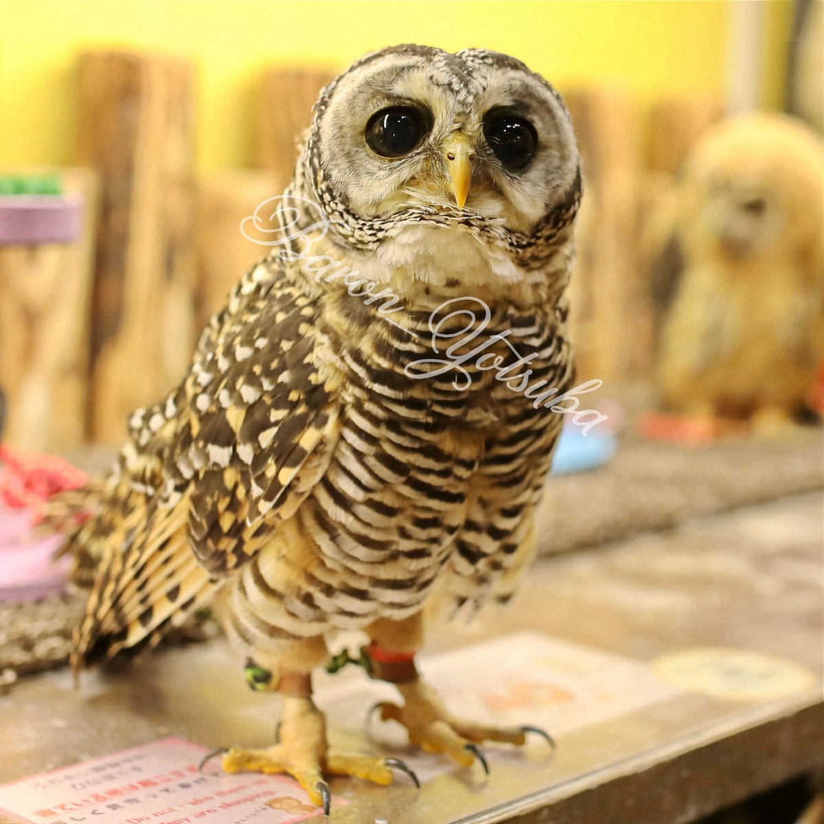 yotsuba__photo's tweet photo. 興味津々だよね。アカアシって感じ 笑
#鳥のいるカフェ #アカアシモリフクロウ 
 #チャコモリフクロウ #eos5dmark4 #sigma35mmart https://t.co/zcWhVeOqn2