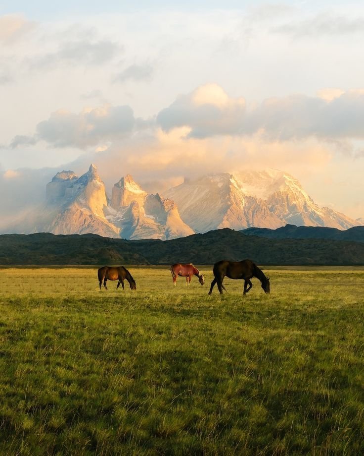 hazeandvine's tweet photo. Patagonia, Chile https://t.co/gcSHHQt2sF