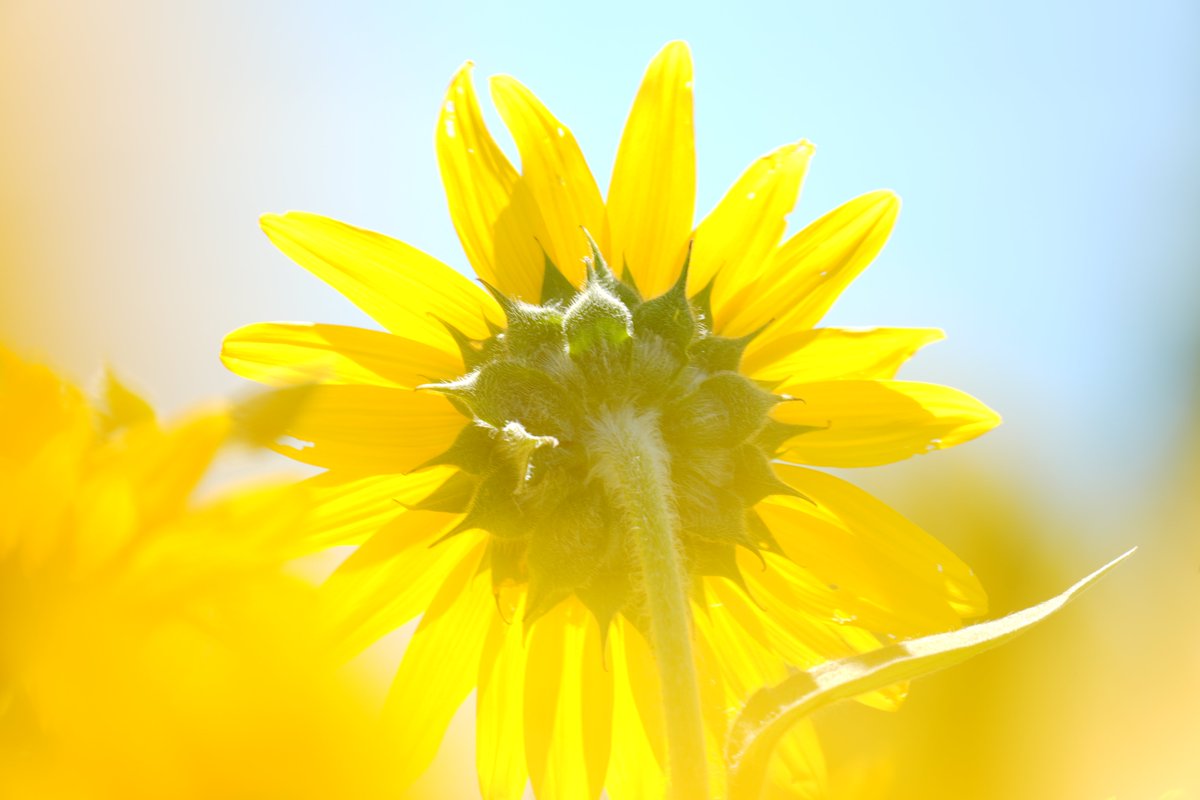 Lo_Do_DIVA's tweet photo. あわじ花さじきで撮ってきた写真！
70-350mmで前ボケを意識して撮ってみた https://t.co/RdPvOGmplU