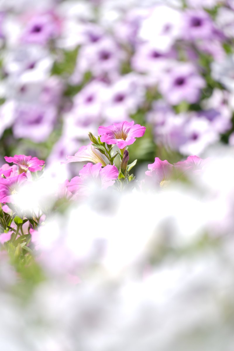 Lo_Do_DIVA's tweet photo. あわじ花さじきで撮ってきた写真！
70-350mmで前ボケを意識して撮ってみた https://t.co/RdPvOGmplU