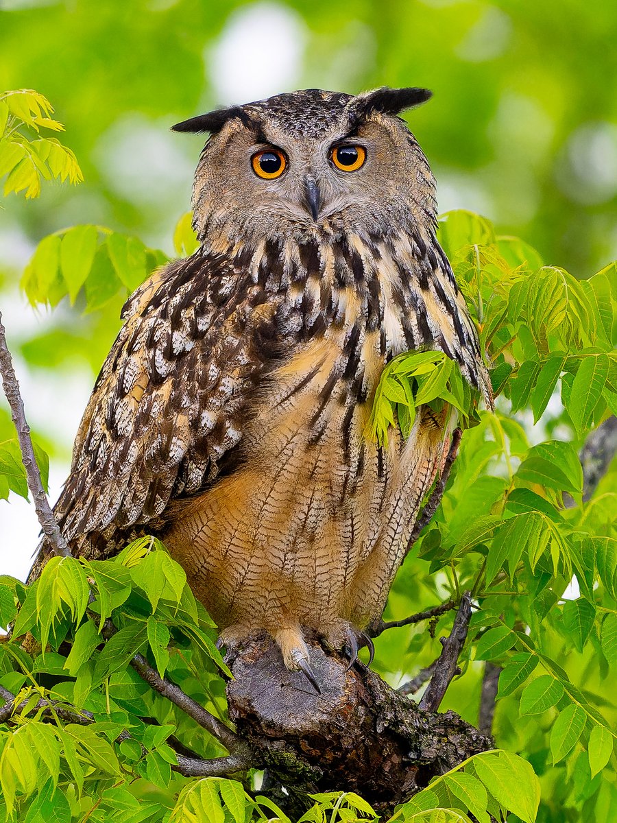 davidlei's tweet photo. Happy International Owl Awareness Day! We celebrated by re-watching @lennypane’s Flaco documentary Wild Inside, which opened around the country today. @jacquelineUWS and I thank everyone who attended the sold out @IFCCenter screening tonight and our Q&A after!
Cont’d
#birdcpp https://t.co/nPTAgQUOWH