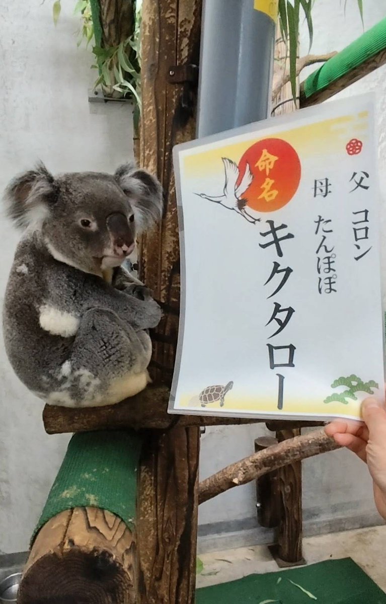 kanazawazoo317's tweet photo. 11:45の「コアラのランチタイム」で 赤ちゃんの愛称投票結果を報告しました🐨
赤ちゃんの名前は「キクタロー」に決まりました。
キクタローには父母の名前の他、祖父母,叔母の名前の文字が入っています。
これからも温かく成長を見守ってください🐨
#金沢動物園  #コアラ #赤ちゃん #名前 #キクタロー https://t.co/lSRNFctefP