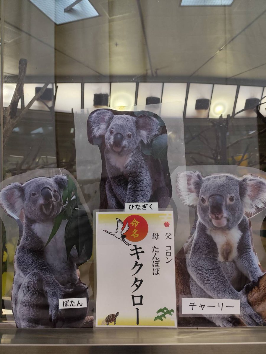 kanazawazoo317's tweet photo. 11:45の「コアラのランチタイム」で 赤ちゃんの愛称投票結果を報告しました🐨
赤ちゃんの名前は「キクタロー」に決まりました。
キクタローには父母の名前の他、祖父母,叔母の名前の文字が入っています。
これからも温かく成長を見守ってください🐨
#金沢動物園  #コアラ #赤ちゃん #名前 #キクタロー https://t.co/lSRNFctefP