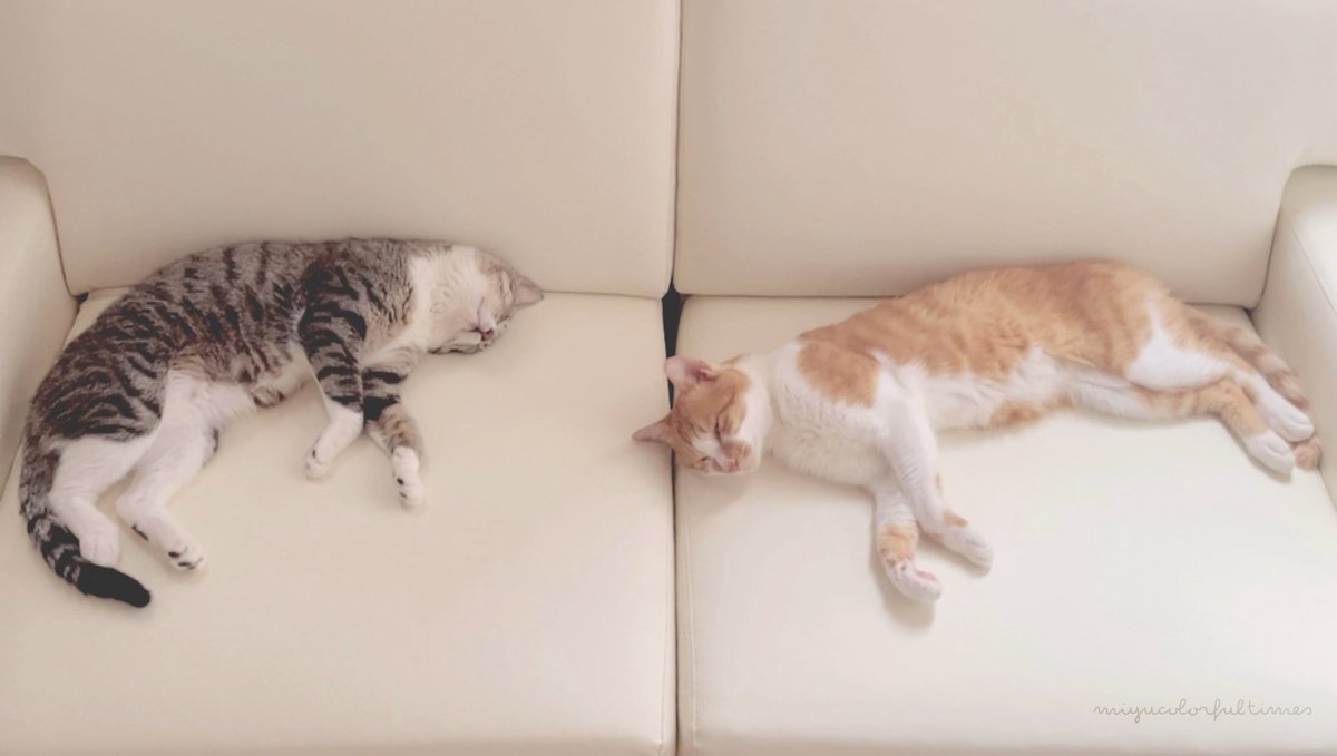 miyu_iro's tweet photo. ²⁰²⁶ ⁷ ³¹ 📽 保護して家族となりました 🏡 ¨̮ 

左 🦝 たぬきち （３歳）♂
右 🐈 とらきち（１歳半）♂ https://t.co/5jeEriGmY7