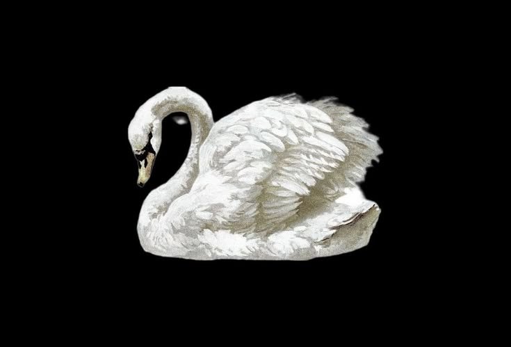 BUG0N1A's tweet photo. ㅤㅤㅤㅤㅤㅤㅤㅤㅤㅤㅤㅤㅤ
ㅤㅤ🦢ㅤ—    𝐘ꫀׁׅܻ݊s, ᥲᥒძ? ㅤㅤㅤㅤㅤㅤㅤㅤㅤㅤㅤㅤ
ㅤ��ㅤㅤㅤ https://t.co/qAkBNubxka