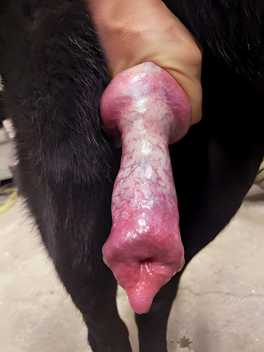 kinkyCharlyt's tweet photo. Into a lot of stuff.. Get my newly shot knotty and horny 💦content exclusively on telegram🔥🐕💦
🔗https://t.co/pQ0aHJ86QU
#zoopositivity #zooporn #Sexdildo #Bestiality 
#Dogs #Doglovers #UnitedStates  #Germany https://t.co/BQVyO0vbs9