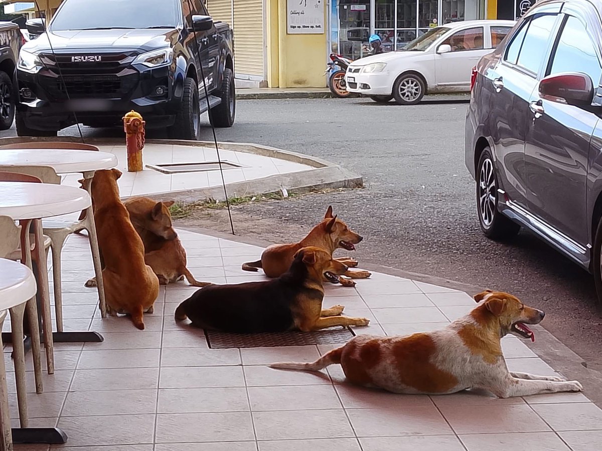 ameydeen_'s tweet photo. Dilema Anjing Liar Dan Sikap Berpura-Pura 'Pencinta' Haiwan

Sikap sesetengah pencinta anjing amat menyakitkan hati kerana mereka hanya pandai berlakon menjadi wira selepas timbulnya masalah. 

Ketika sekumpulan anjing liar berkeliaran bebas di kawasan awam, https://t.co/iNxiKliwXj