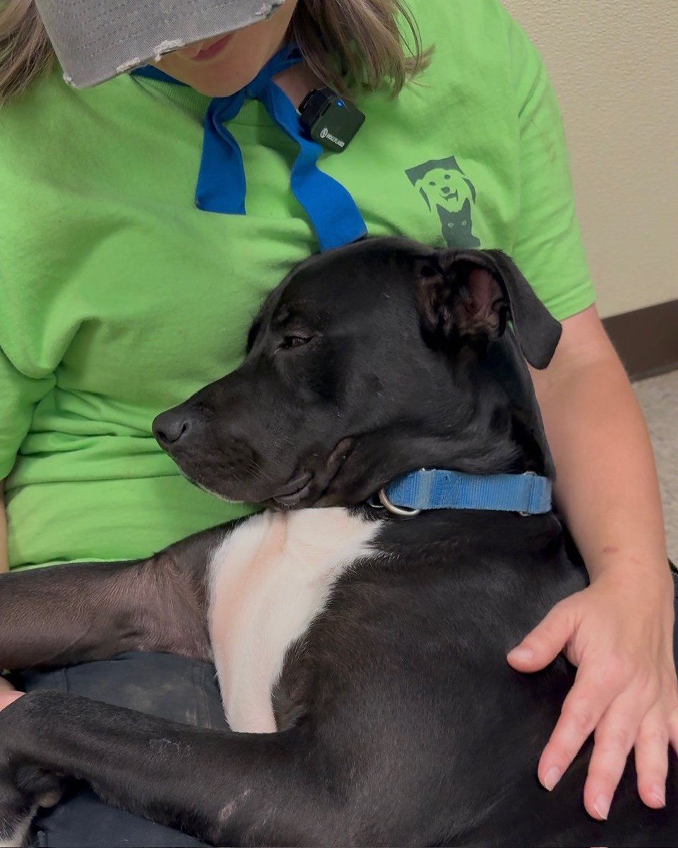 MajorLgCornhole's tweet photo. $Wickedpissa #Fam! 🐾💙 Pet Spotlight: Meet Ethan! 💙🐾💛 👉 📸 -Ethan is an almost-2-year-old pittie mix with a heart as big as his smile. After spending over 150 days at #HavenHumaneSociety in Anderson, Ca    He is more ready than ever to find his fur-ever home.

-Despite his journey, Ethan’s spirit remains bright. He is incredibly sweet, affectionate, and easily one of the most cuddly dogs you’ll ever meet—he’s a professional at "just one more minute" of snuggles! When he’s not seeking affection, he is fun, playful, and full of joy. Above all, Ethan simply loves people; he’s the kind of dog who makes any room feel warmer just by being in it.

If you’ve been waiting for a sign to bring a new best friend into your life, this is it. ❤️ Let’s help Ethan find the safe, loving home he deserves. 💛 👉 📸 See more of Ethan at Haven Humane Society: 
https://t.co/SAuoilOeTx

✨ #Help support Ethan and all his friends at Haven: When you buy $Wickedpissa, you support the mission that provides donations and love to pups waiting for their families. 🐶 Support the $wickedpissa #coin #4thepaws! 🐾

https://t.co/mE7ZsAKDcf

Please share Ethan’s story and tag someone who needs a professional cuddle buddy! 🐾💙#petrescue #dog #Crypto -4 the #paws