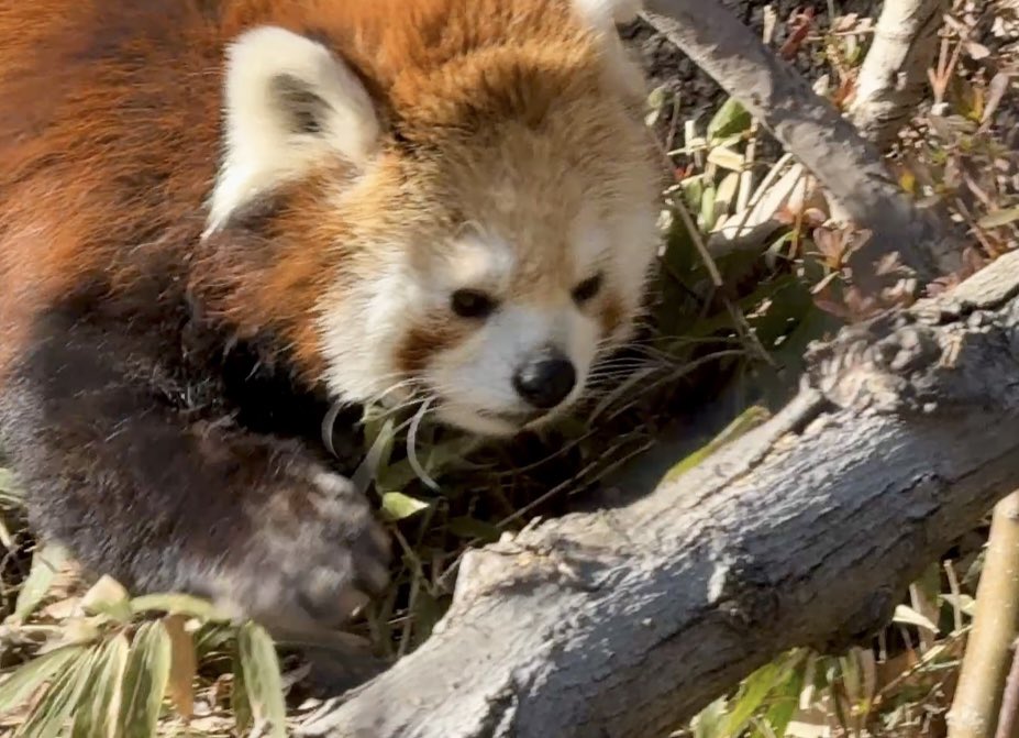 CuddleRedPanda tweet picture