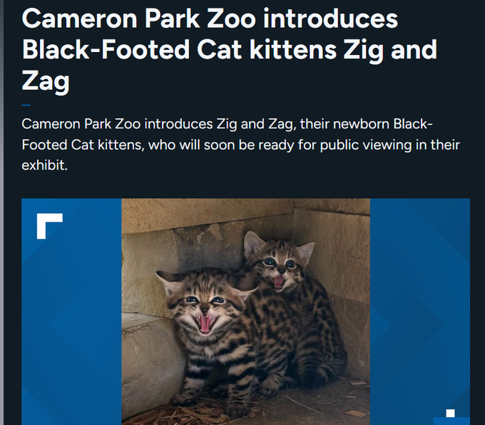 dv44444444's tweet photo. CAMERON ZOO INTRODUCED 2 NEW KITTENS NAMED "ZIG" AND "ZAG"

This is so genny these cats are going famous and they even have a zoo, they're so cute and going viral right now

$ZigZag 

Literally so good  

A news station just posted an article about it https://t.co/FRPUv2u3tz https://t.co/e2woKmFNpU