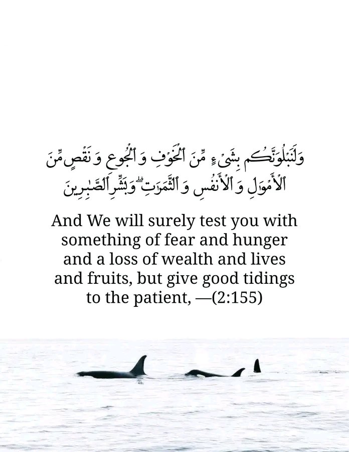 Saaleh_sk's tweet photo. "And we will surely test you with something of Fear and Hunger and Loss of wealth and Lives and Fruits, but give good tidings to the patient".

__Qur'an, Surah Al-Baqarah [2:155]. https://t.co/YmKjYzO5r0