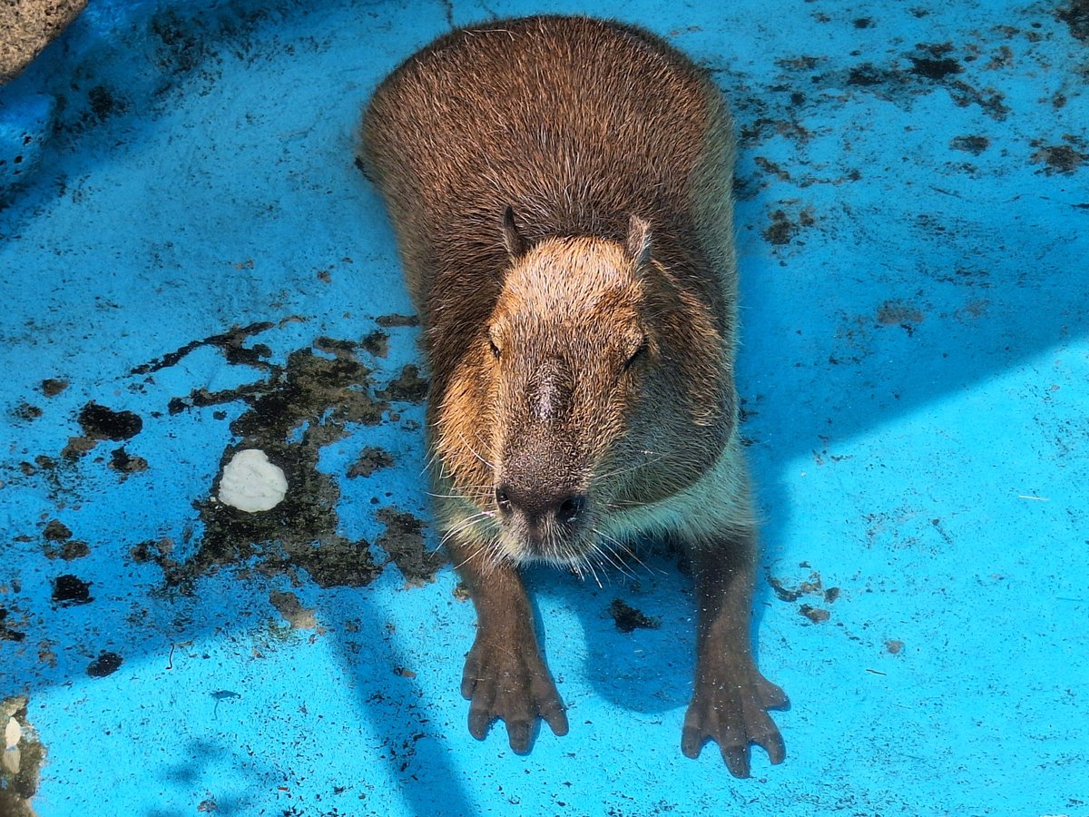 chama2828's tweet photo. 水遊び中のカピバラ
近所の公園にて

#ido851夏 https://t.co/Iq6wNin6of