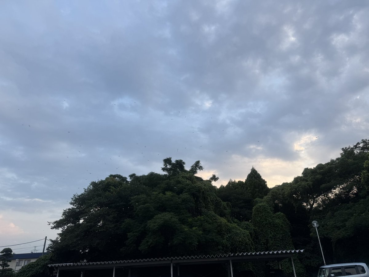 rui1129's tweet photo. 災害の現場は、何度経験しても同じものはないから、常に経験や知識、時には感覚も含めて、考えて変化に対応しなければならないな、と、また何度も思う
それにしても、すごい数のカキアカネ…
#熊本地震 #国際支援 #医療支援 #国際協力 #途上国支援 #futurecode #フューチャーコード #災害医療 #令和8年熊本地震