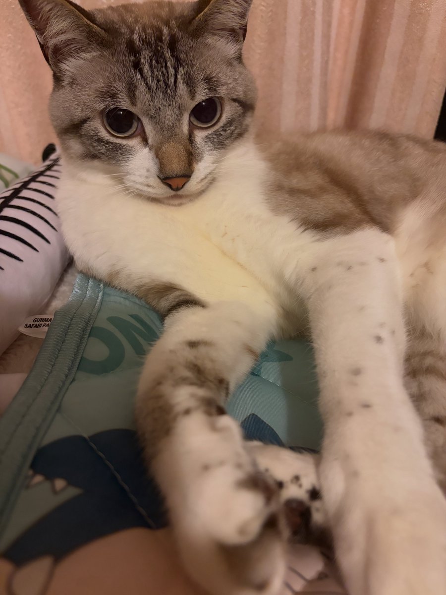 chuya_aquarius's tweet photo. 8月5日  永遠の記憶
窓辺で猫が不思議そうに見てる https://t.co/JL10QCln9W