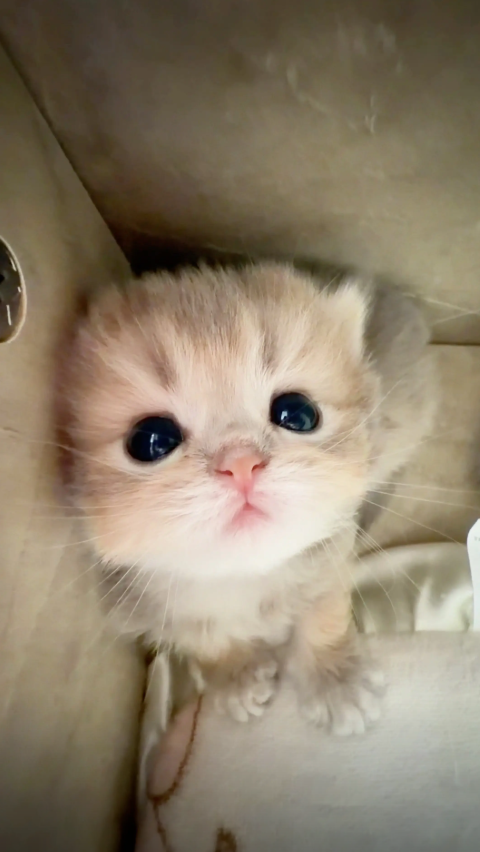 culKitten's tweet photo. https://t.co/wzYRH2biZK