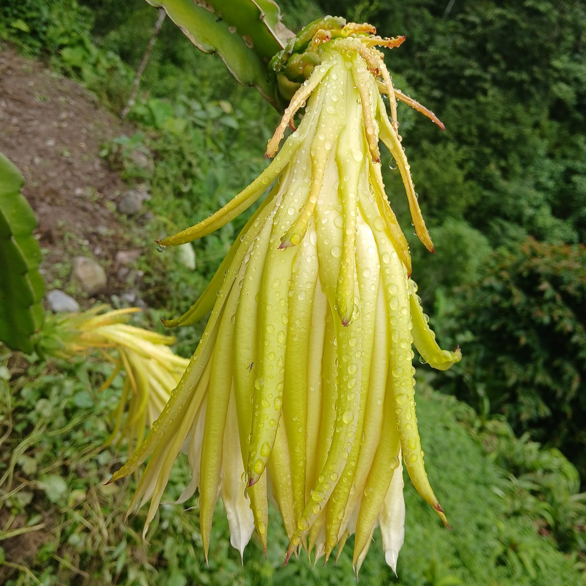 rairoyal969's tweet photo. Dragon Fruit Flower-Post Bloom https://t.co/7jS4Wk8r0O