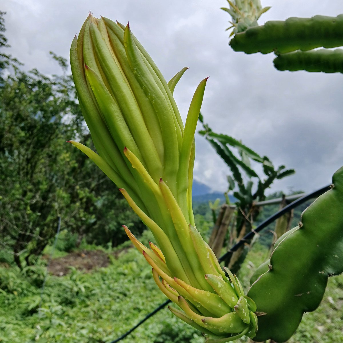rairoyal969's tweet photo. Dragon Fruit Flower (Pre-Bloom) https://t.co/tI9tfCOygB