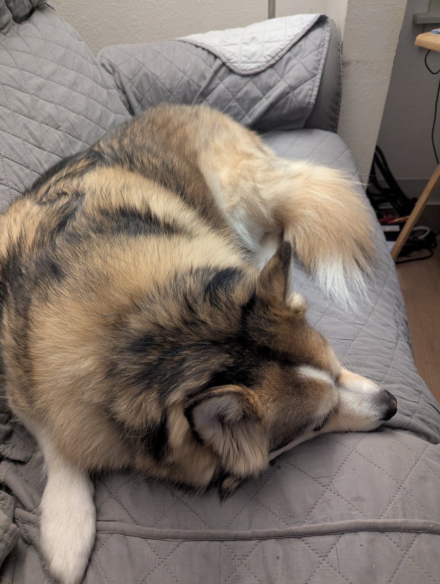 dredneckgod's tweet photo. Lol like my 50 pound Pomsky is ever gonna be a serious threat to anyone's existence. https://t.co/MHdH3B77W6