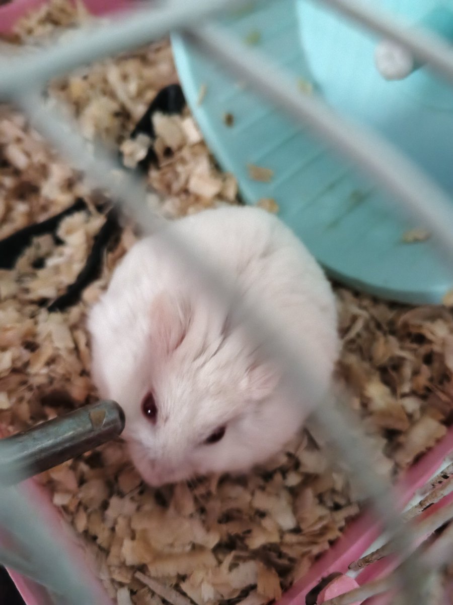 jolineecs's tweet photo. mochi udah 1 tahun 2 bulan 🐣🩷 https://t.co/9mSkRma39A