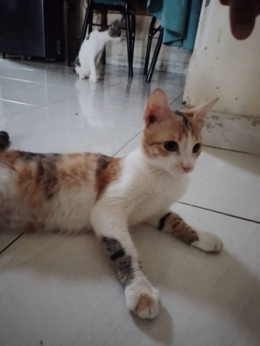 awprile's tweet photo. FREE ADOP
nama : cantika
kucing cewe umur 6bulan(?) 
pupip di pasir, sehat, clingy, gak nakal
free adop krn udh kebanyakan kucing di rumah
lokasi bekasi utara #adopsi kucing bekasi
yg minat ambil ke rumah https://t.co/fSf0G0ngd4