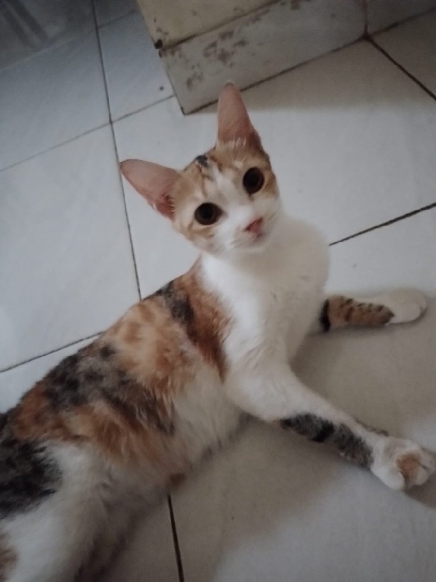 awprile's tweet photo. FREE ADOP
nama : cantika
kucing cewe umur 6bulan(?) 
pupip di pasir, sehat, clingy, gak nakal
free adop krn udh kebanyakan kucing di rumah
lokasi bekasi utara #adopsi kucing bekasi
yg minat ambil ke rumah https://t.co/fSf0G0ngd4